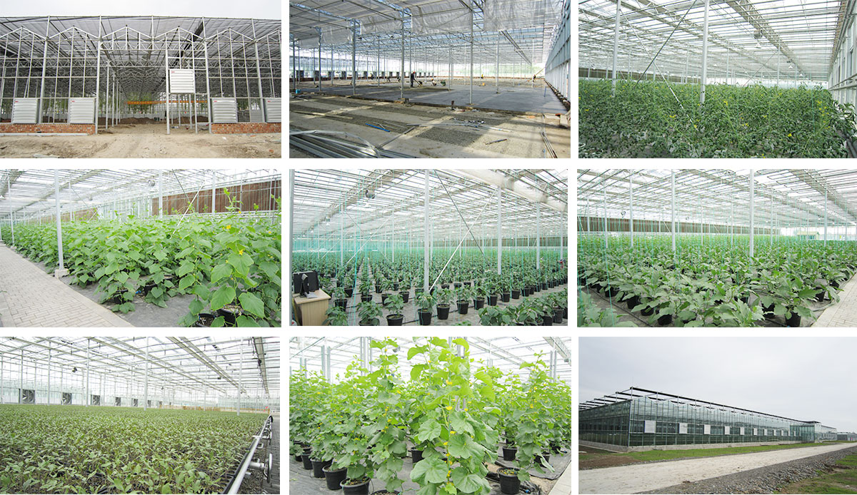 Kunyu greenhouse benefits Xinjiang