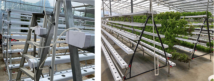 Kunyu Hydroponic System Project In Singapore