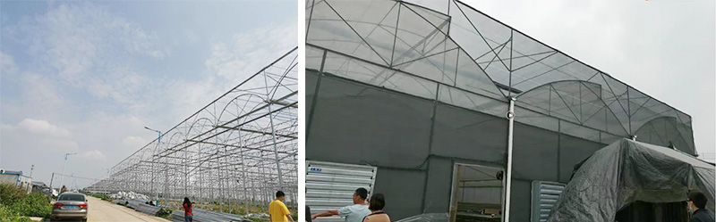 Kunyu team visit the center of orchid greenhouses