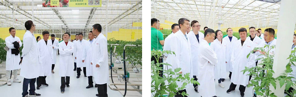 Jack Ma visited agricultural greenhouses and said, the current modern agricultural industry is like the Internet in the early 21st century.