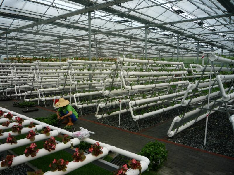 Hydroponic Garden