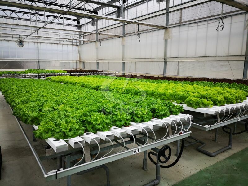 Hydroponic Garden