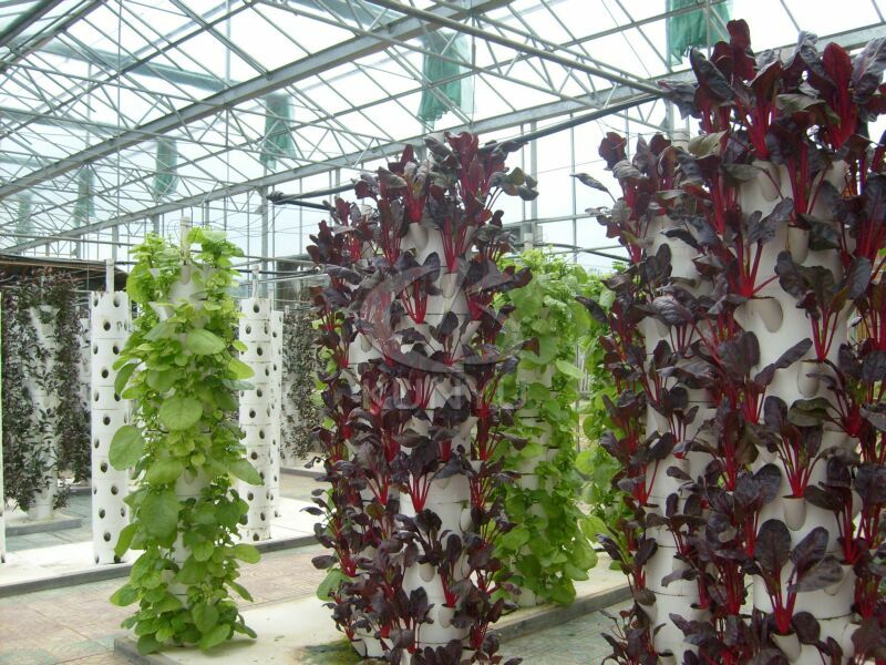 Hydroponic Garden