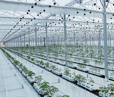 Multi Span Greenhouse