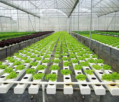 Hydroponic Greenhouse