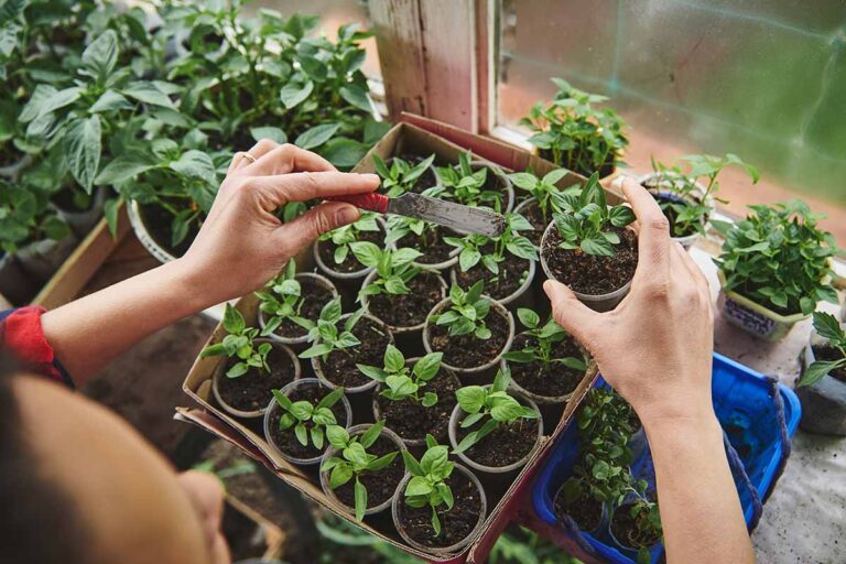Will a Greenhouse Burn My Plants?cid=75