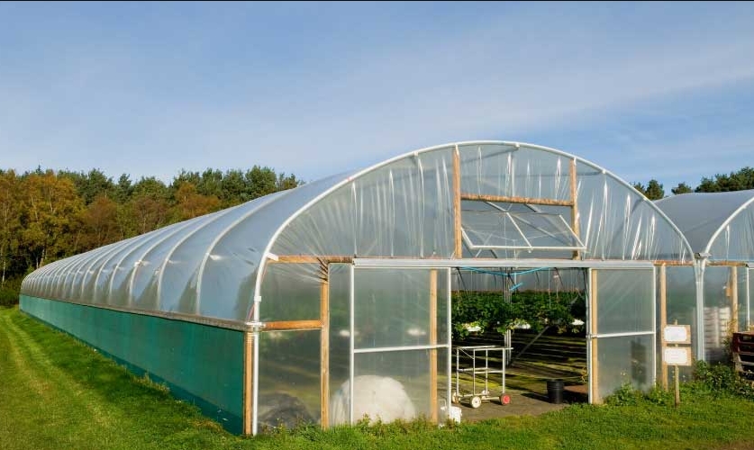Greenhouse vs Polytunnel: Which Is Better for Your Agricultural Needs?cid=75