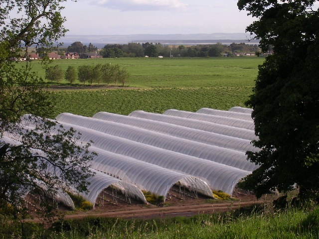 Greenhouse vs Polytunnel: Which Is Better for Your Agricultural Needs?cid=75