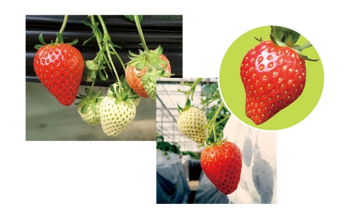 Greenhouse Strawberry Varieties: Differences and Growth Analysis