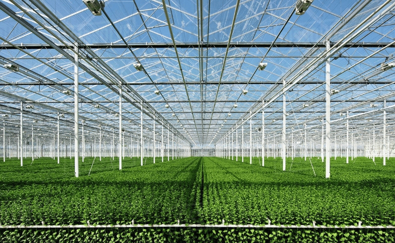 Maximizing ROI with Commercial Greenhouse Solutions