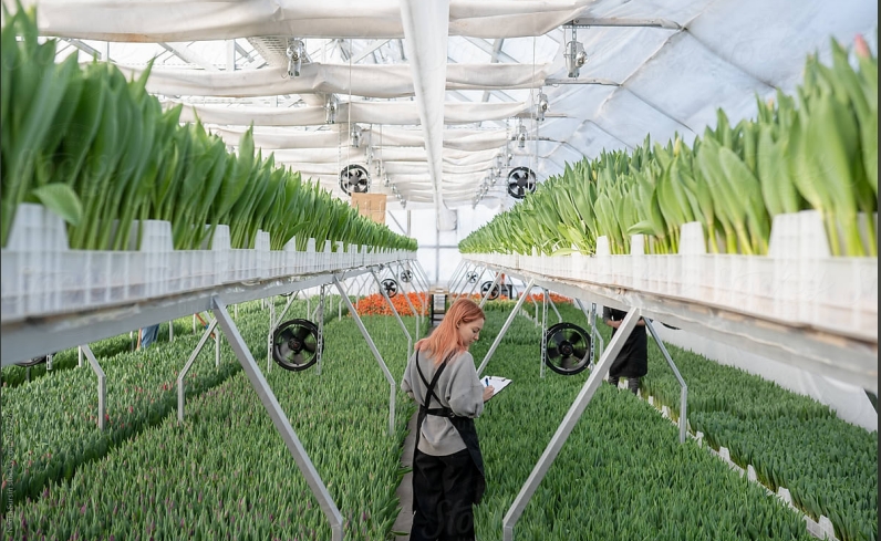 Modern Greenhouse Farming: Smart Technology Leads a New Agricultural Revolution