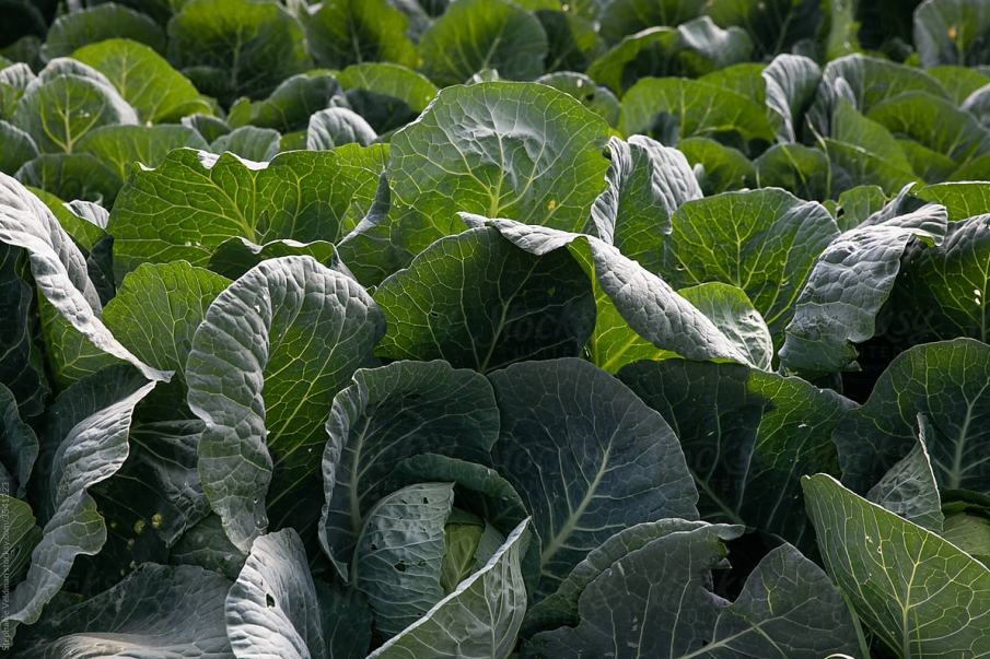 What is Greenhouse Farming: A Green Revolution Changing Modern Agriculture