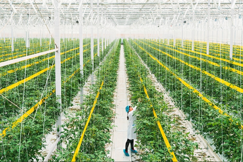 Modern Greenhouse Farming: Smart Technology Leads a New Agricultural Revolution