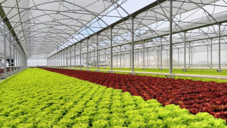 Greenhouse Farming: Revolutionary Technology and Future Development in Modern Agriculture