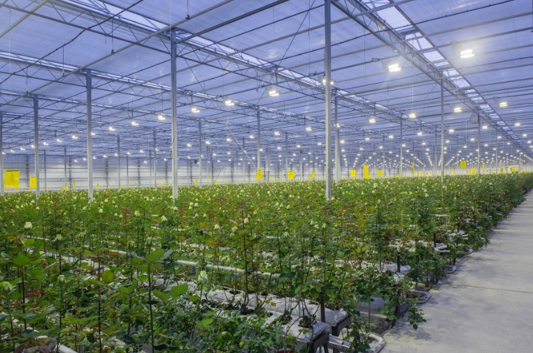Green Revolution: How Sustainable Greenhouse Technologies Are Reshaping Modern Agriculture in Southeast Asia