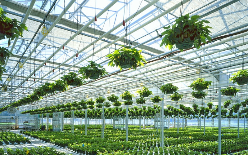 Polycarbonate vs Glass vs Film Greenhouses: Real-World Performance, Cost