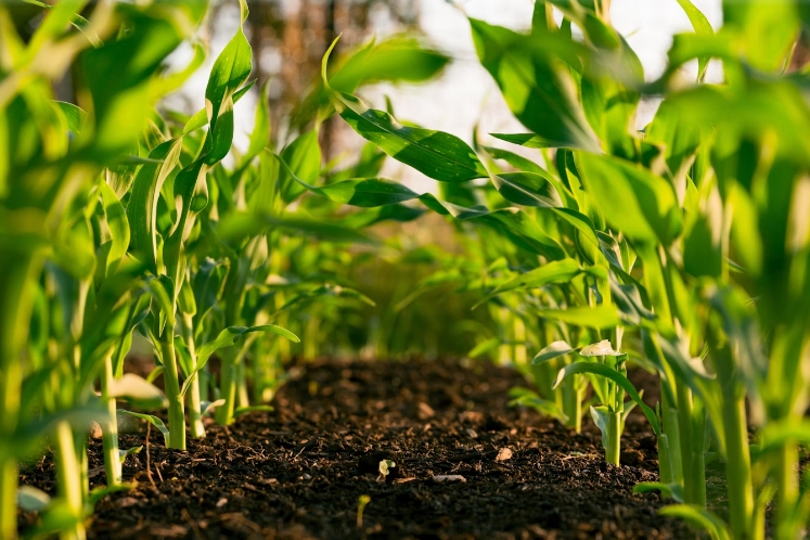 Polycarbonate vs Glass vs Film Greenhouses: Real-World Performance, Cost