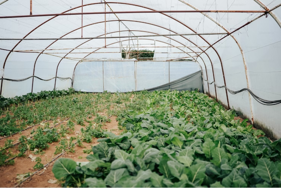 The History of Greenhouses: From Ancient Rome to Modern Agriculture
