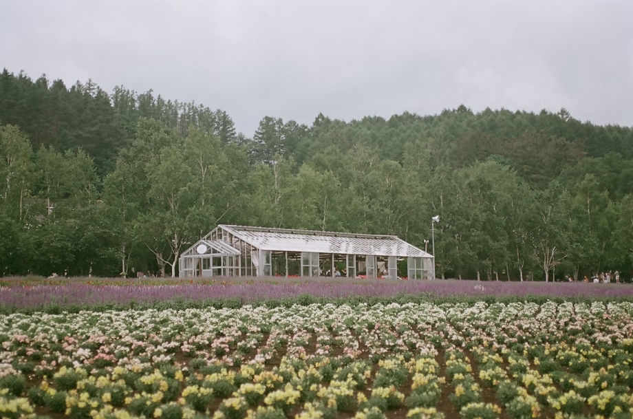 The History of Greenhouses: From Ancient Rome to Modern Agriculture
