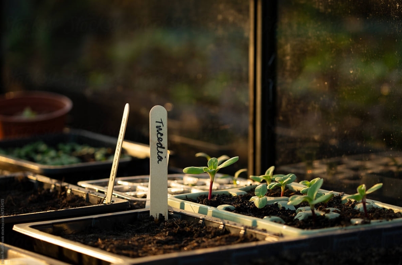 Types of Commercial Greenhouse Builders: Which Structure Solves Your Problem?cid=75