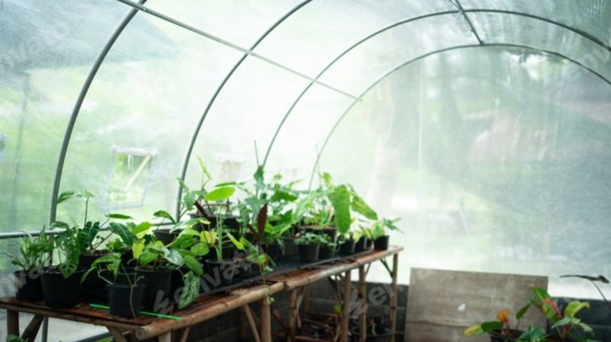 Greenhouse Gardening: The Complete Beginner’s Guide for Thriving Year-Round