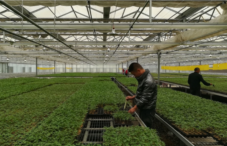 Mastering Greenhouse Climate Control: Your Advanced Guide to Optimizing Temperature, Humidity
