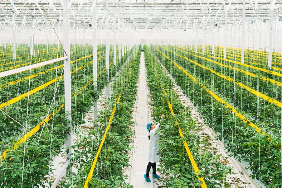 Mastering Greenhouse Climate Control: Your Advanced Guide to Optimizing Temperature, Humidity