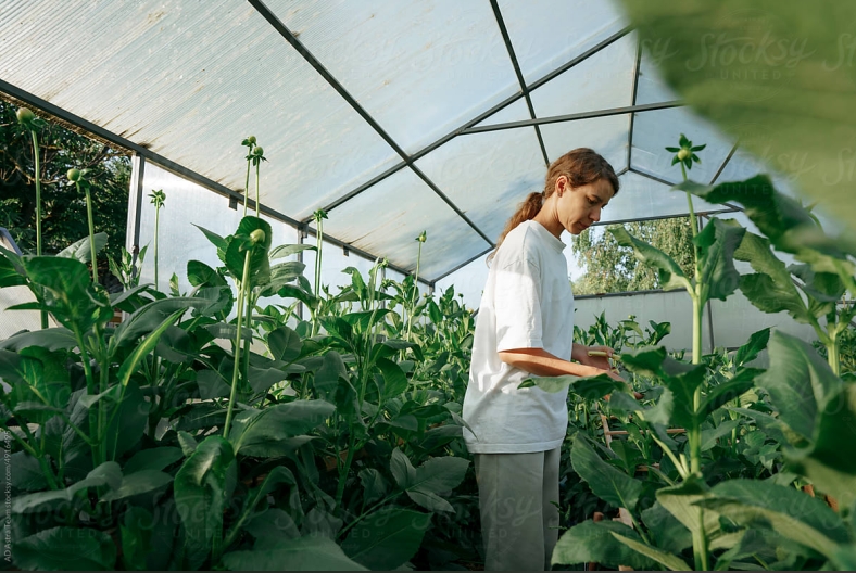 Best Plants for Greenhouse Gardening (Year-Round Crops Guide)
