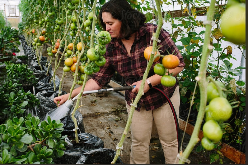 Best Plants for Greenhouse Gardening (Year-Round Crops Guide)