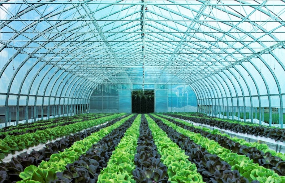 Building a Greenhouse: Choosing the Right Structure for Your Garden
