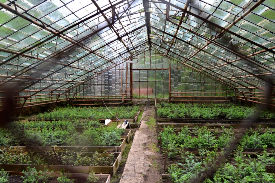 Outdoor Greenhouses vs. Indoor Greenhouses: Which Is Best for You?cid=75