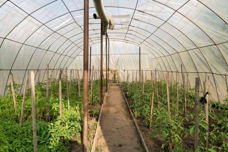 Greenhouse Design Guide: From Concept to Commercial Farm Success