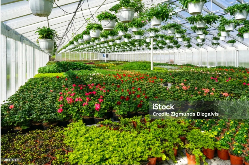 Greenhouse Plastic Film Guide: Choosing the Right Cover for Maximum Crop Protection