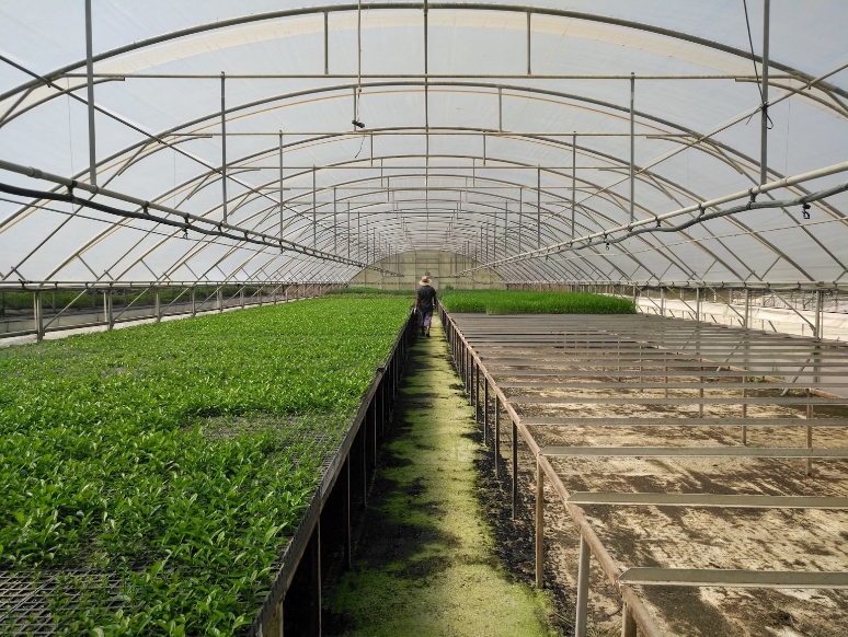 Greenhouse Plastic Film Guide: Choosing the Right Cover for Maximum Crop Protection