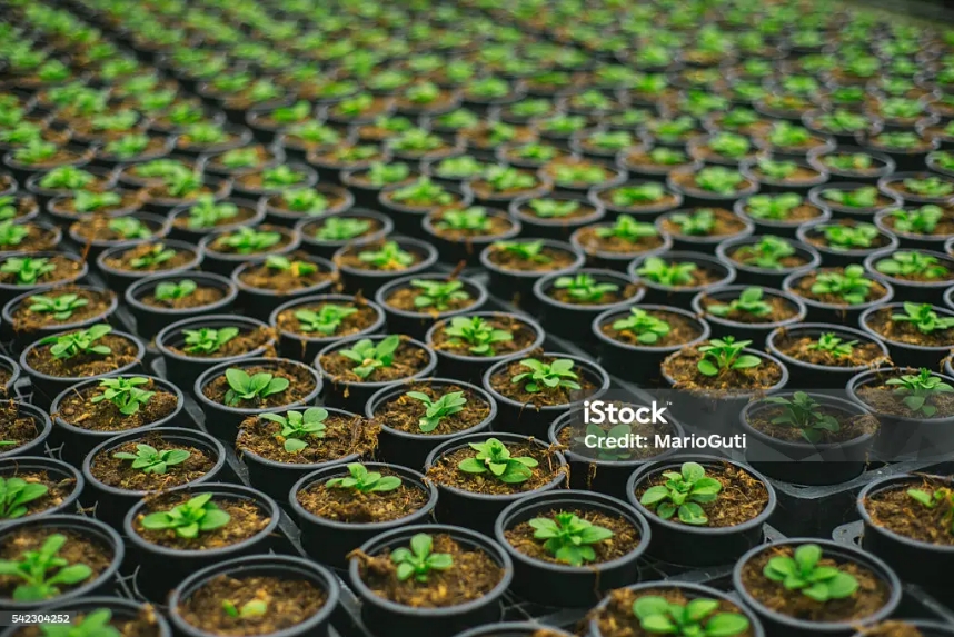 How Long Does It Take to Build a Commercial Greenhouse? Full Timeline from Supplier to Installation