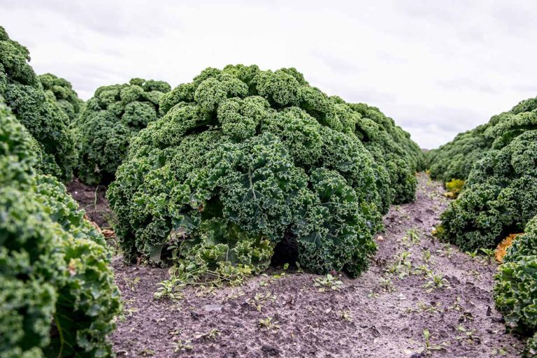 Essential Greenhouse Accessories in South Africa: Boosting Yield