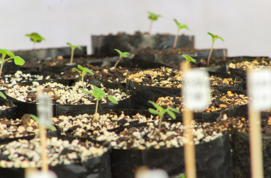What is the basic principle of greenhouse farming?cid=75