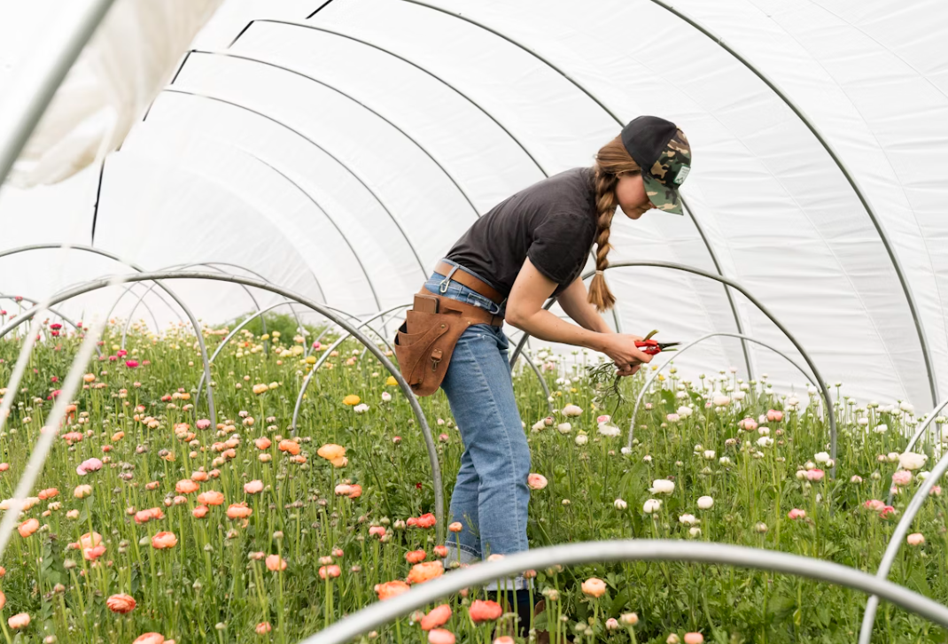 Greenhouse Farming vs Traditional Farming