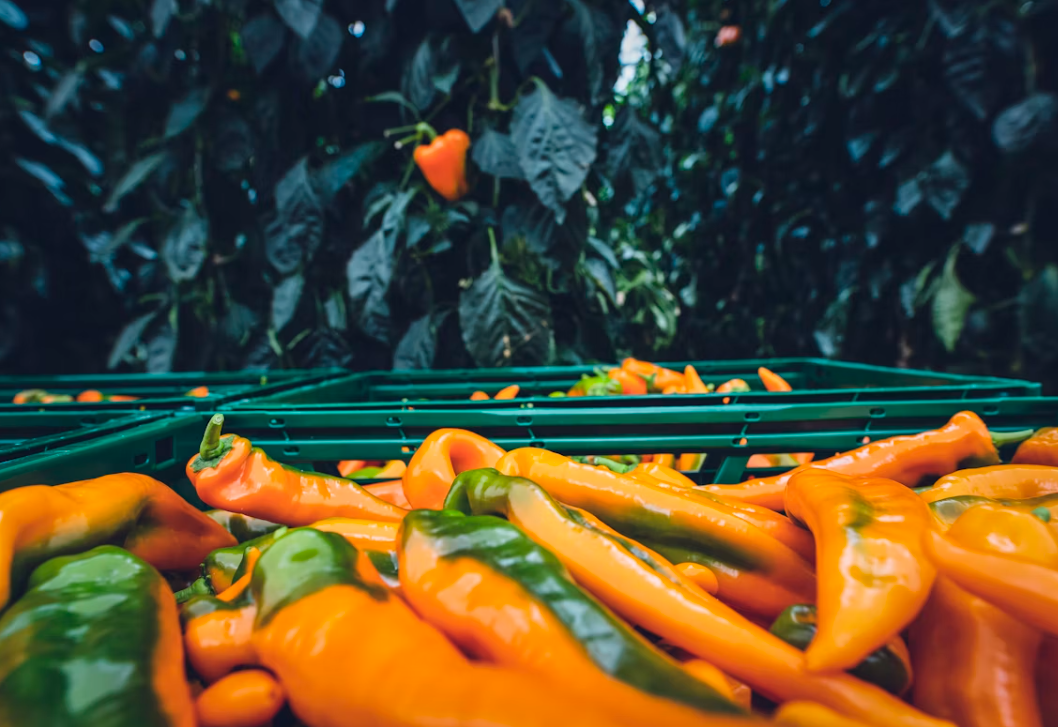 What Makes Polycarbonate Sheets Ideal for Greenhouses?cid=75