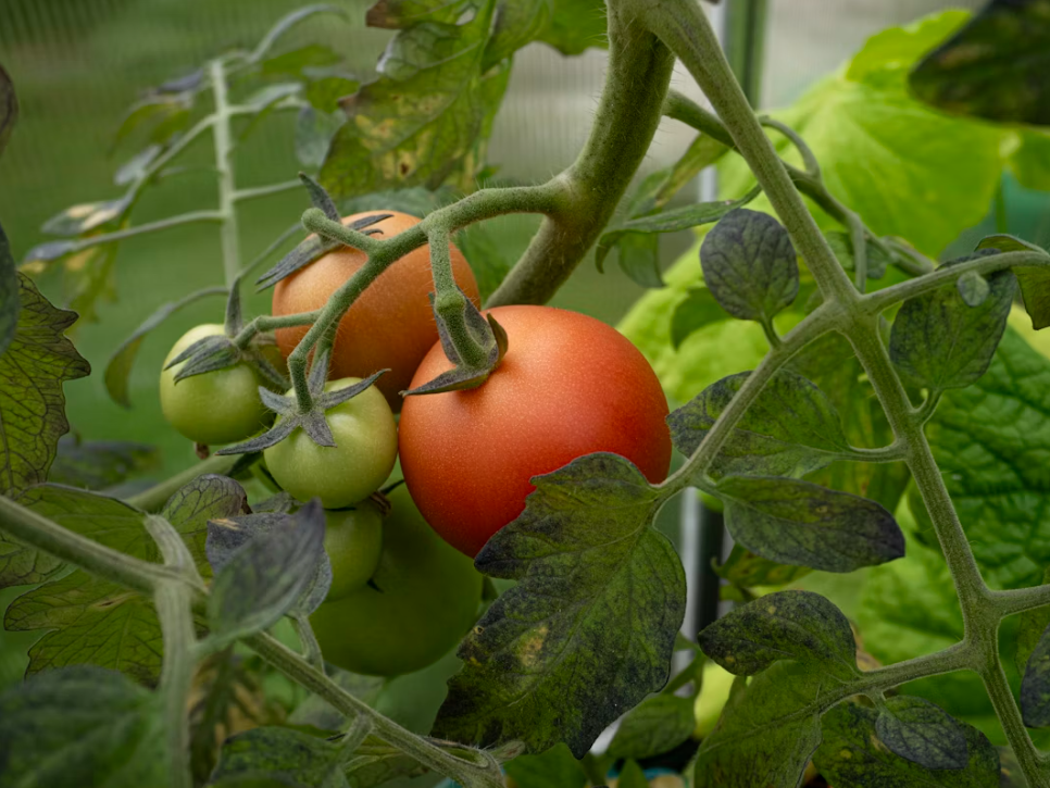 How Thick Should Polycarbonate Sheets Be for a Greenhouse?cid=75