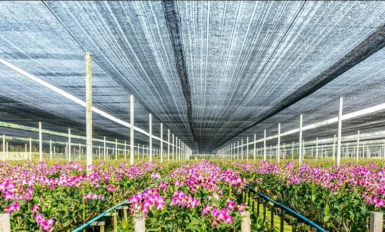 How to Choose the Right Greenhouse Shading Net by Material, Shade Rate, and Crop Type?cid=75