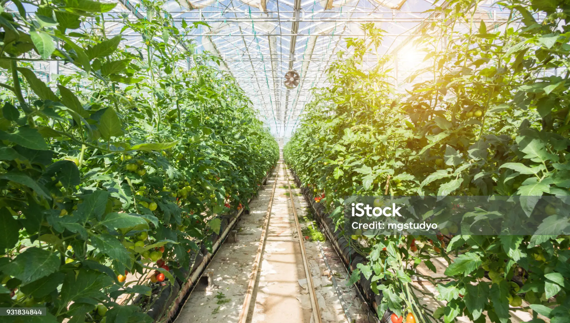 Is a Smart Greenhouse Worth the Investment for Commercial Farming?cid=75
