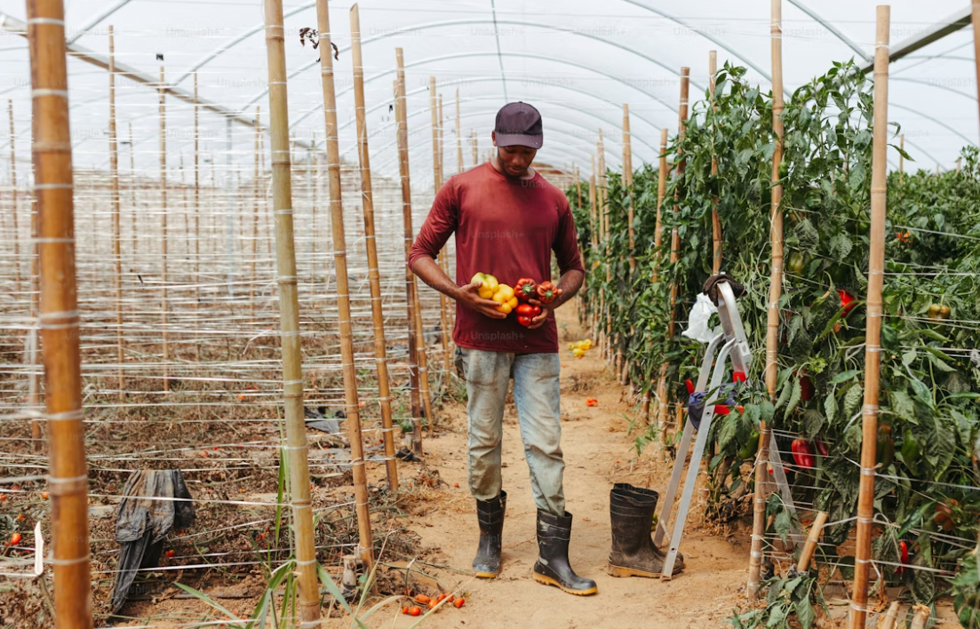 How to Choose the Right Smart Greenhouse System for Your Crops?cid=75