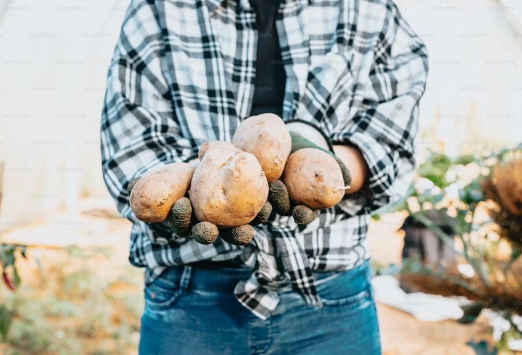 Do Greenhouses Keep Plants Cool in Summer?