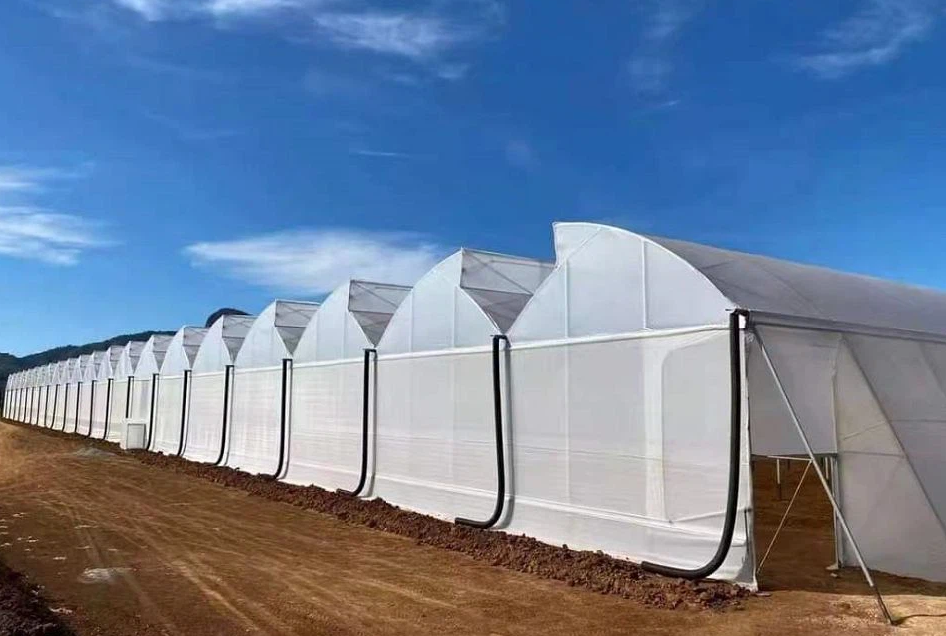 Investing in Sawtooth Greenhouses: A Smart Choice for Profit | Case Studies, Costs