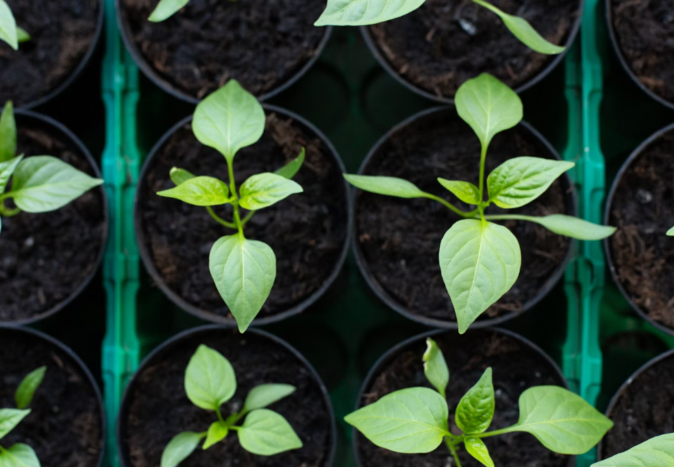 What Is a Multispan Greenhouse?cid=75
