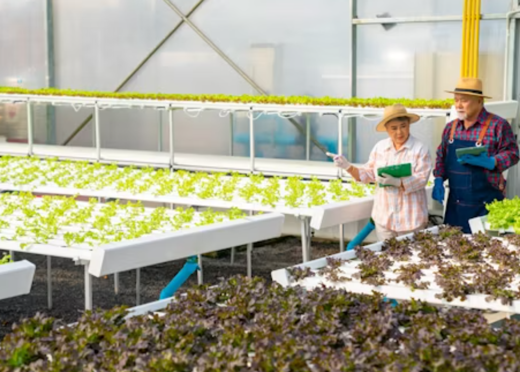 how to grow tomato plants in a greenhouse？