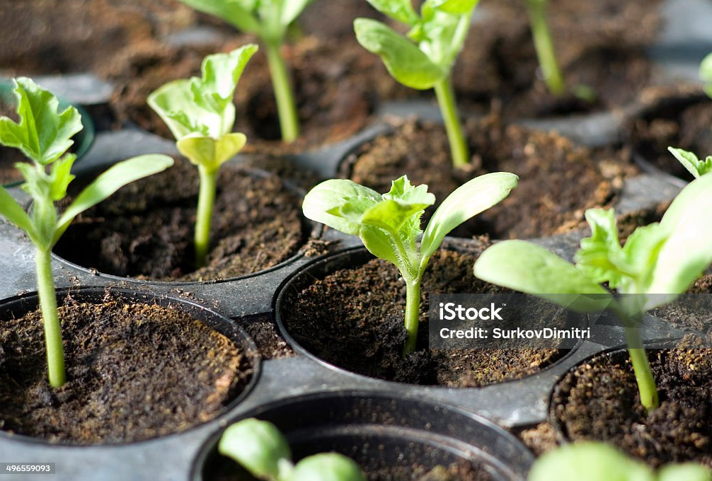 how to grow tomato plants in a greenhouse？