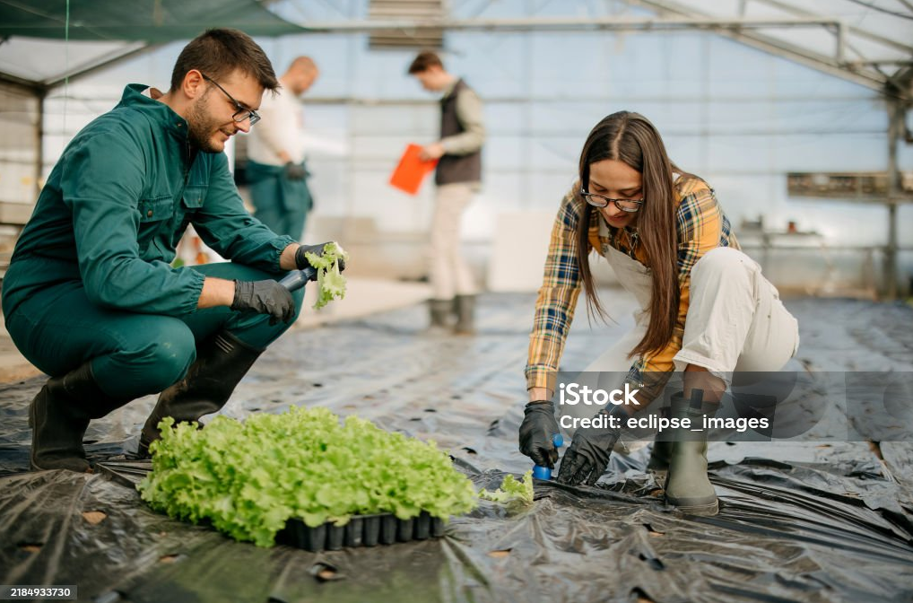 how long do tomato plants live in a greenhouse?cid=75
