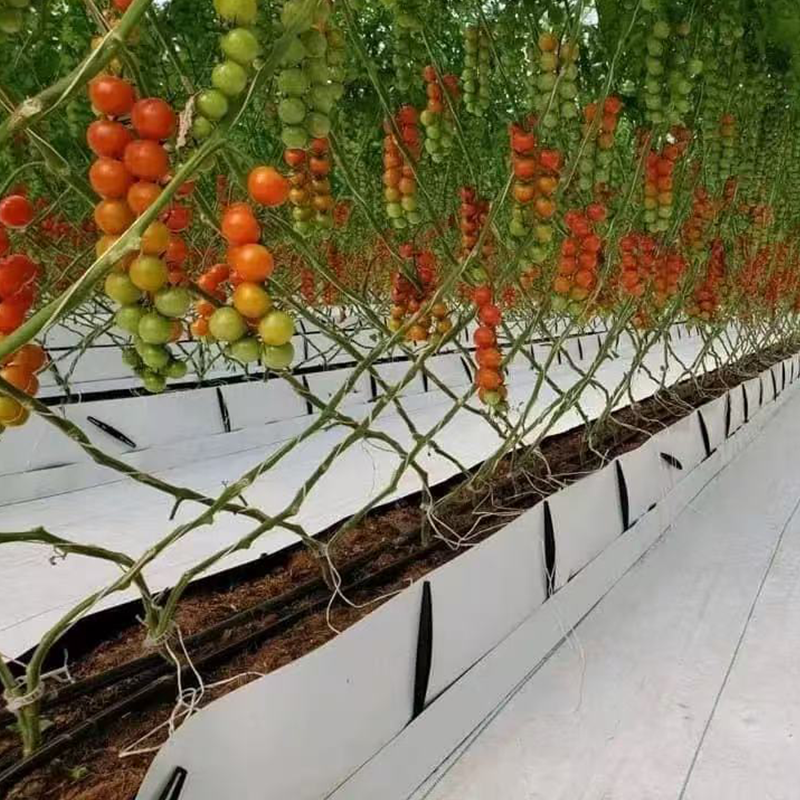 PP Soilless Cultivation Trough: Overcome Climate Challenges for Year-Round High Yield